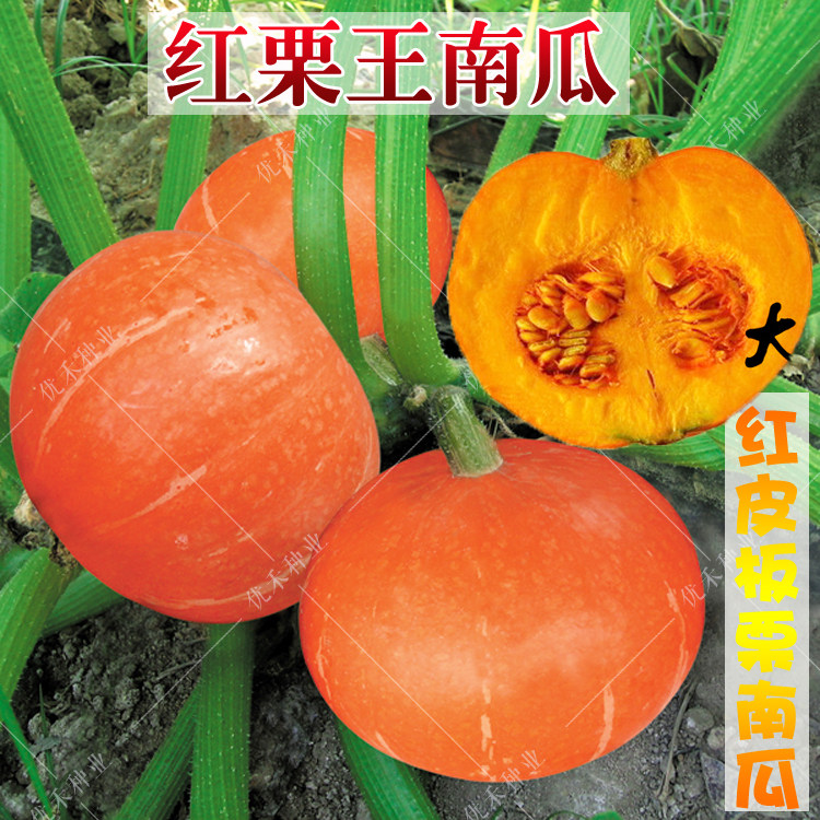 红栗王南瓜种子红皮小南瓜宝宝辅食甜糯春秋四季农家大田蔬菜种孑