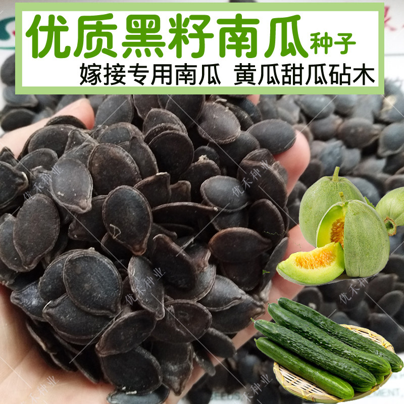黑籽南瓜日本嫁接砧木增产种子
