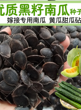 黑籽南瓜种子 白籽日本雪松 黄瓜甜瓜西瓜嫁接砧木籽抗病增产大田