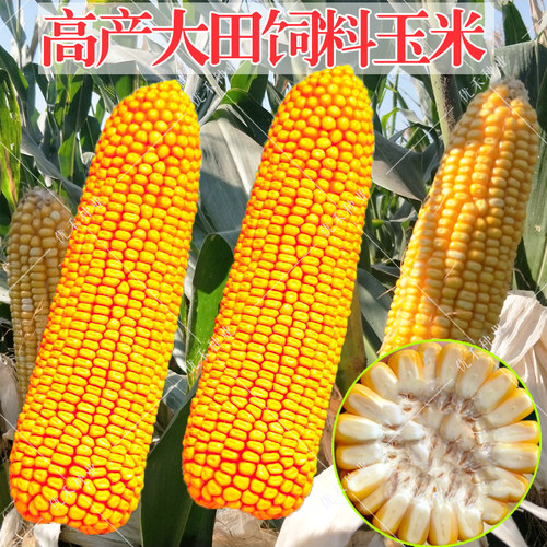 大田饲料玉米种子苞米籽郑单青贮