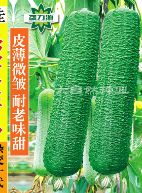 早佳肉丝瓜种子 皱皮无棱香丝瓜菜籽 春夏季农家阳台爬藤蔬菜种孑
