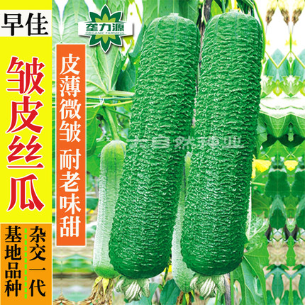 早佳肉丝瓜种子 皱皮无棱香丝瓜菜籽 春夏季农家阳台爬藤蔬菜种孑