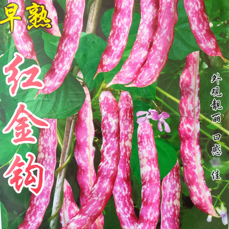 黄金钩东北彩虹盆栽蔬菜种孑油豆