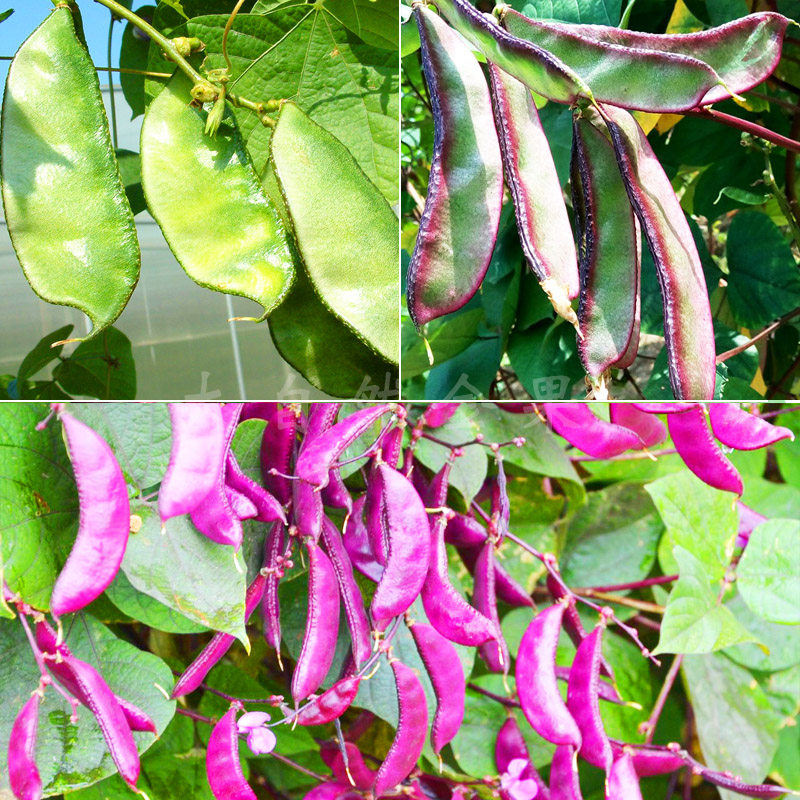 农家扁豆种子红眉豆种籽红边绿荚肉扁豆籽菜豆春秋季阳台蔬菜种孑