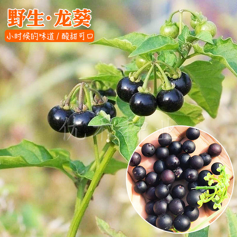 农家龙葵种子野果黑悠悠小燕悠阳台盆栽四季黑加仑水果种籽孑包邮