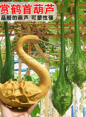 鹤首葫芦种子观赏文玩籽庭院盆栽