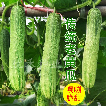 传统老黄瓜种子水果蔬菜种籽孑旱黄瓜农家海阳生吃水果黄瓜春秋季