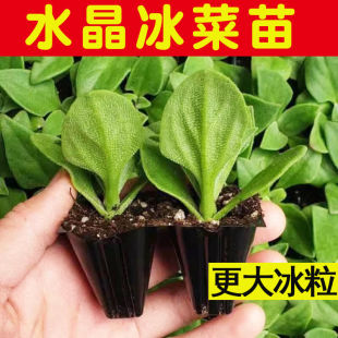 冰菜苗水晶冰菜大苗子正宗非洲冰草种子秧苗四季 盆栽庭院蔬菜种苗