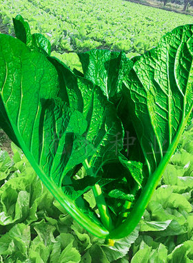 惠州梅菜种子春秋季梅菜扣肉腌制