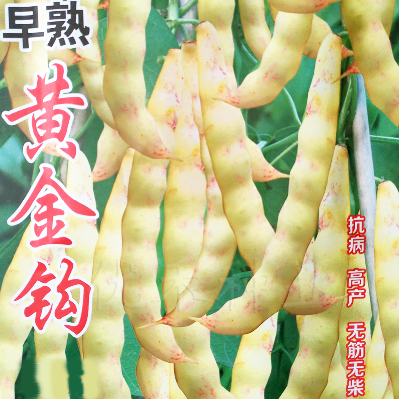 农家黄金钩东北油豆角无筋种子