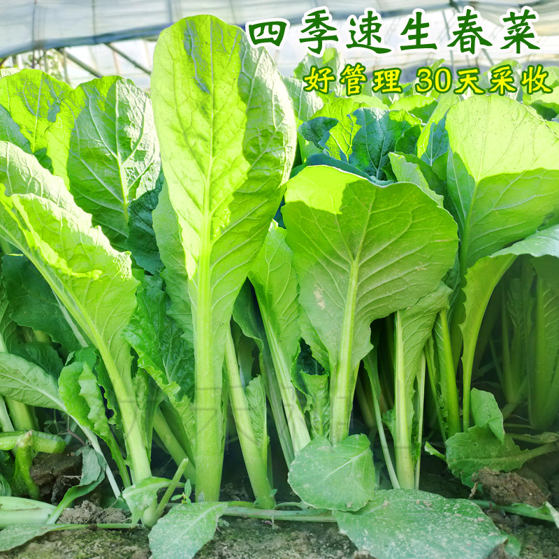 速生春菜种子四季播小白菜青菜种籽香芥菜耐寒热阳台盆栽蔬菜种孑