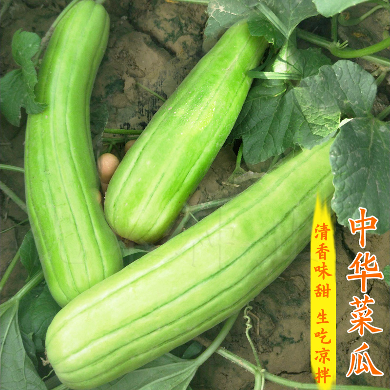 蔬菜青皮中华四季早熟庭院菜瓜