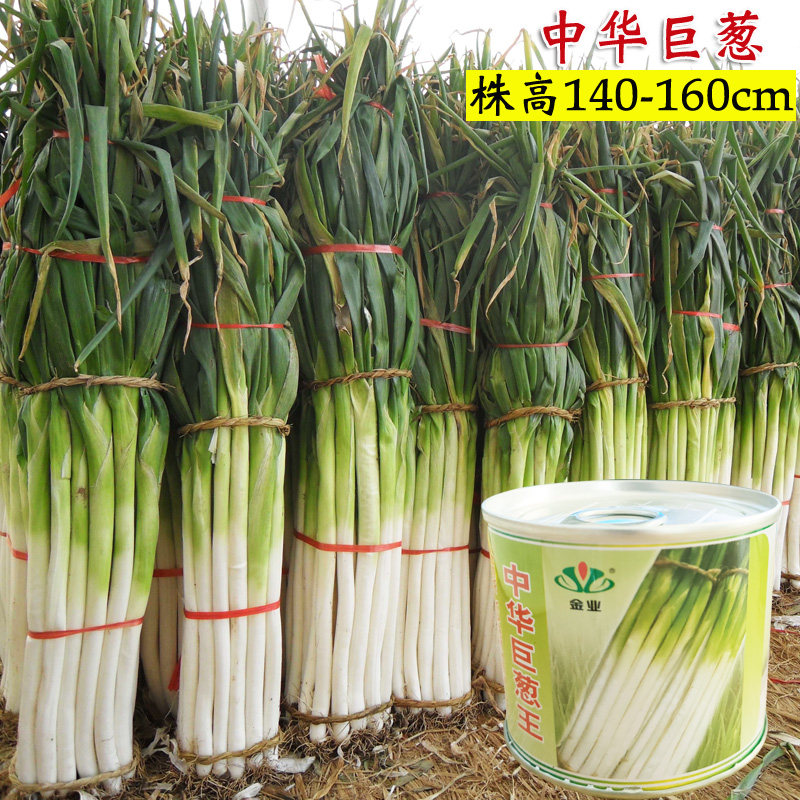 巨型大葱种子章丘铁杆巨葱种籽四季菜种籽高产春季秋冬季蔬菜种孑