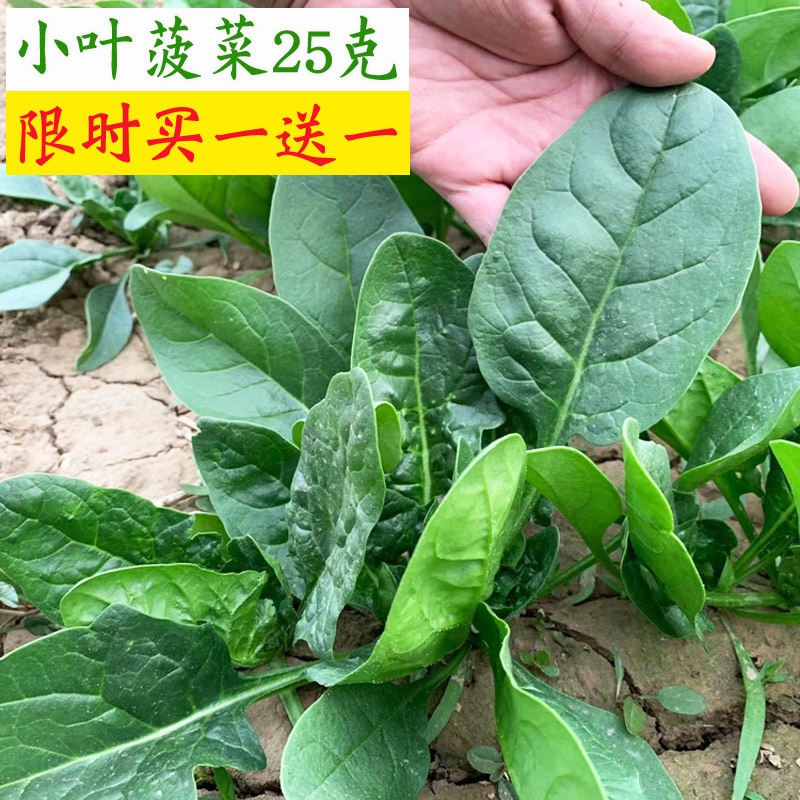 农家原生态春秋冬四季菠菜种子