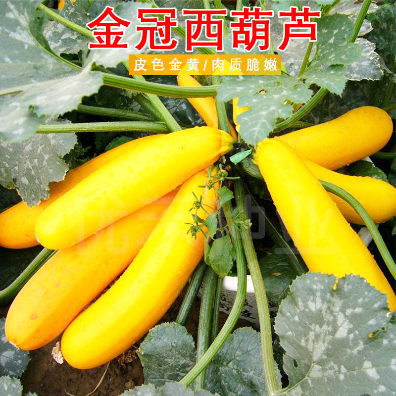 金冠黄皮西葫芦种子香蕉瓜种籽春秋季阳台盆栽观赏食用蔬菜种孑籽