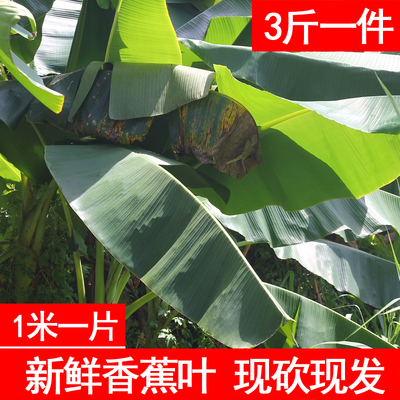 新鲜现砍芭蕉叶野生香蕉叶子做糍粑糕点糯米烧烤菜肴摆盘烤鸡3斤