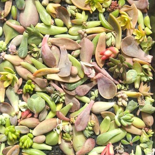 多肉叶插叶片100片随机新疆偏远地区满28包邮