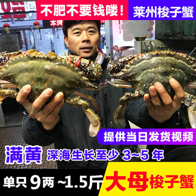 莱州湾鲜活海捕纯野生梭子蟹 超大母蟹 满黄海蟹 飞蟹螃蟹顶盖肥