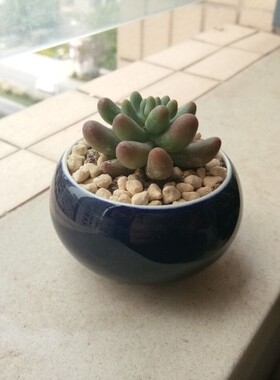 满包邮陶瓷蓝色小圆钵小蛋形多肉植物花盆家居桌面摆设景观小盆