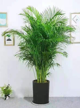 超大圆筒绿植花盆凤毛竹专用花盆