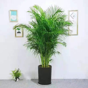 陶瓷超大圆筒家居摆设绿植景观花盆绿萝虎皮兰米竹凤尾竹专用花盆