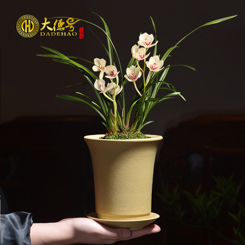 矮种兰花春兰兰草陶瓷紫砂盆多肉文竹老桩小花盆带托盘兰花专用盆