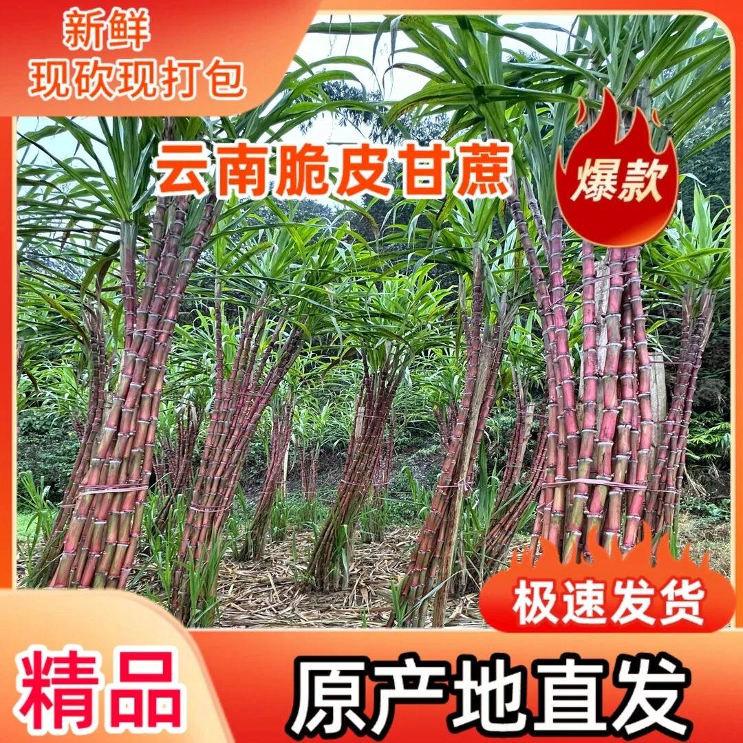云南红河脆皮红皮甘蔗新鲜发货