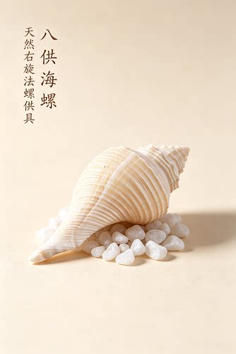 佛前八供乐 密宗用品天然海螺长10公分左右家用佛堂供奉摆件