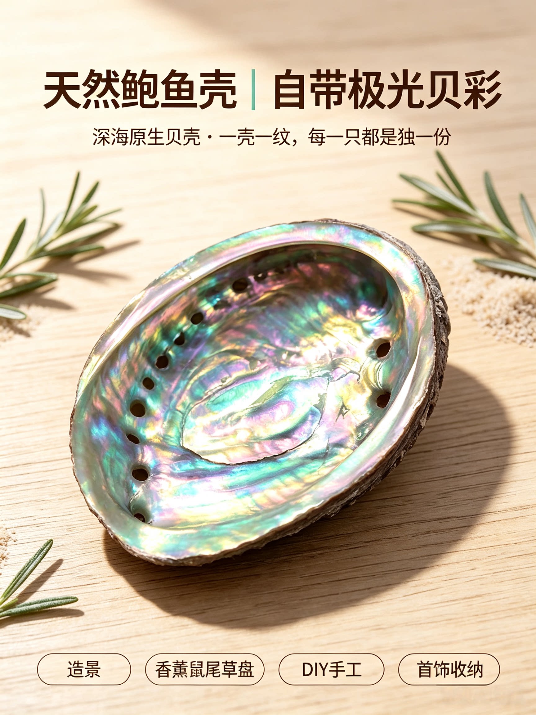 天然鲍鱼贝壳家居装饰海螺缸水族创意摆件收藏道具拍摄