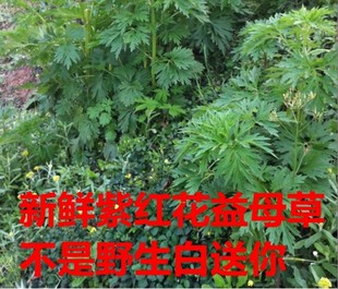野生新鲜益母草苗四川 种子 叶子新货红花益母草 种子膏苗干月经