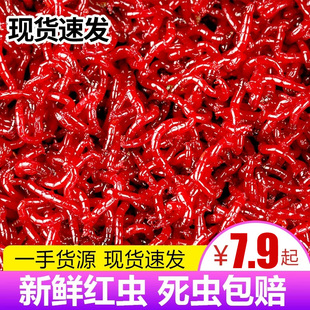 鲜活红虫特大号公虫活体活饵喂鱼饵拉饵鲫鱼野钓饵料钓鱼蚯蚓鱼饵