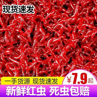 鲜活红虫特大号公虫活体活饵喂鱼饵拉饵鲫鱼野钓饵料钓鱼蚯蚓鱼饵