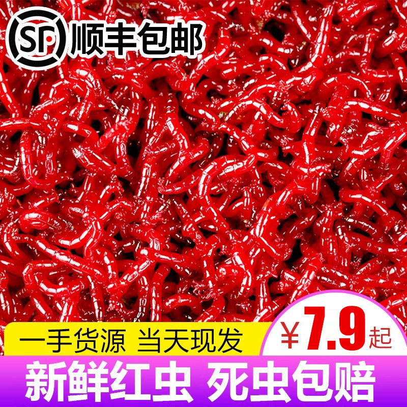 红虫活体鲫鱼野钓蚯蚓拉饵图片