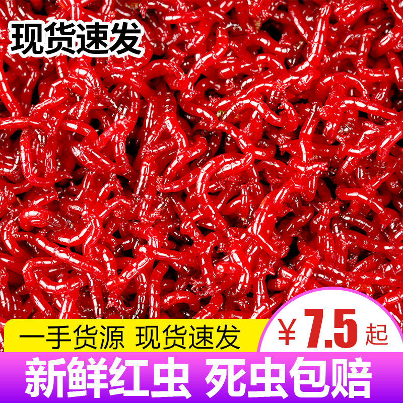 鲜活红虫特大号公虫活体活饵喂鱼饵拉饵鲫鱼野钓饵料钓鱼蚯蚓鱼饵