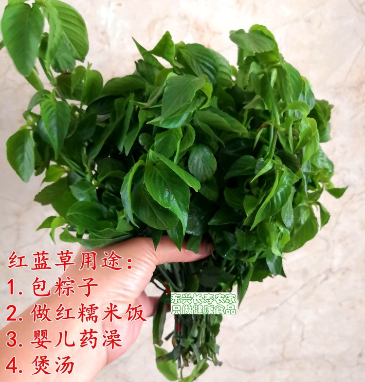 新鲜红蓝草 红兰草 红丝线  五色糯米饭包粽子 婴儿药澡 可种植