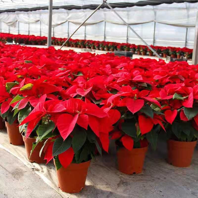 红叶一品盆栽带花四季植物图片