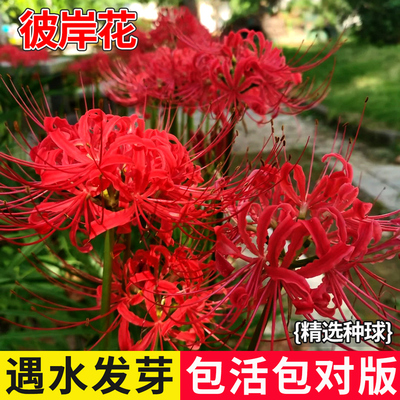 彼岸花种球曼珠沙华盆栽大