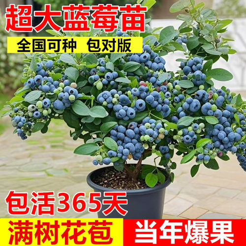 蓝莓树果苗盆栽室内特大号