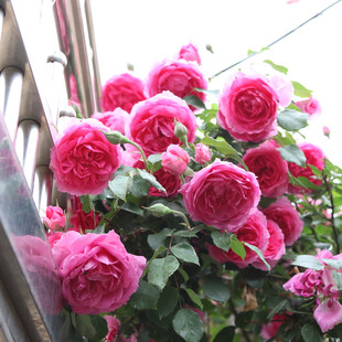 大游行爬藤月季蔷薇花苗大花多季浓香开庭院藤本花卉盆栽地栽