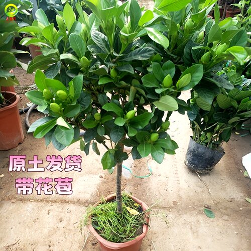 栀子花盆栽四季独杆棒糖