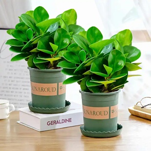 豆瓣绿多肉植物盆栽好养盆栽室内客厅桌面绿植碧玉水培植物花卉