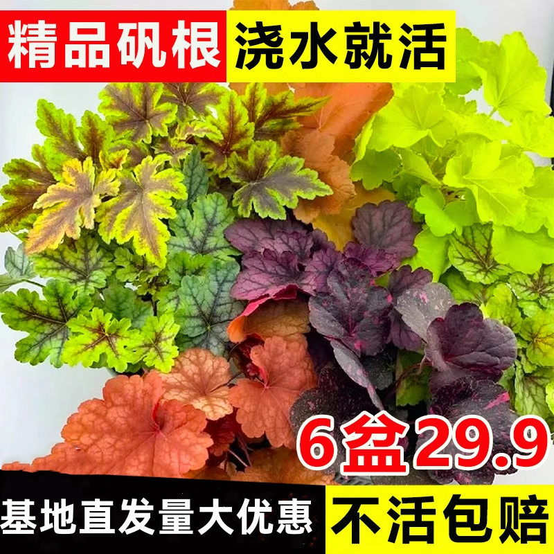 矾根花苗盆栽室外观叶植物