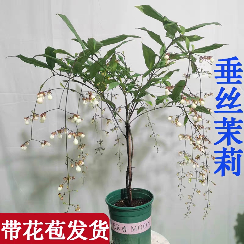 垂丝茉莉盆栽带花苞室内绿