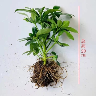 鸭脚木盆栽室内八方来财招财树摇钱树绿植吸