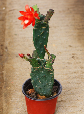 令箭荷花重瓣多肉植物黄大刺仙人掌嫁接小昙花蟹爪兰花苗带根四季