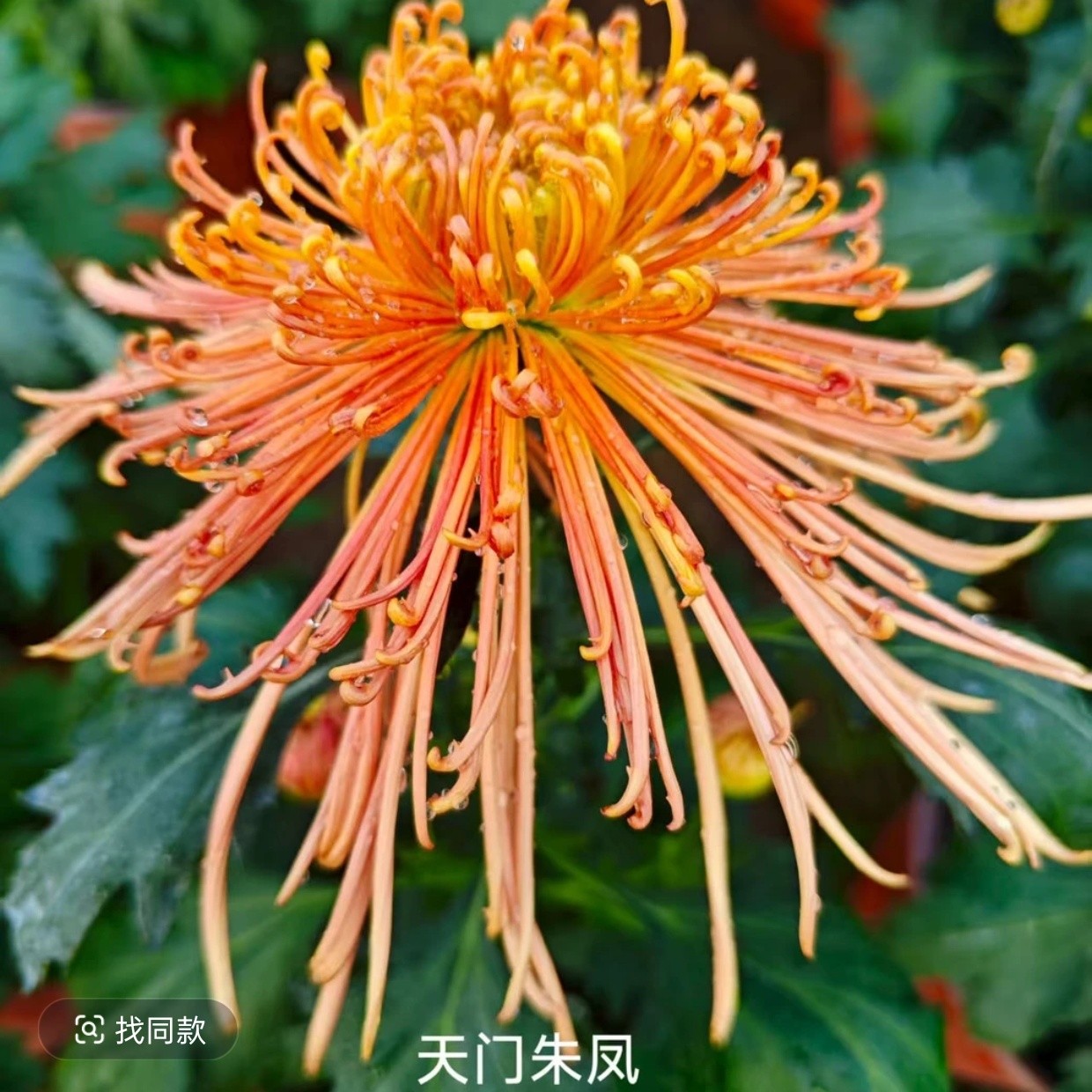 桂之苑菊花特别品种阳台