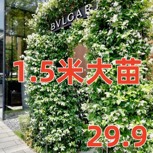 风车庭院茉莉花苗桂之苑