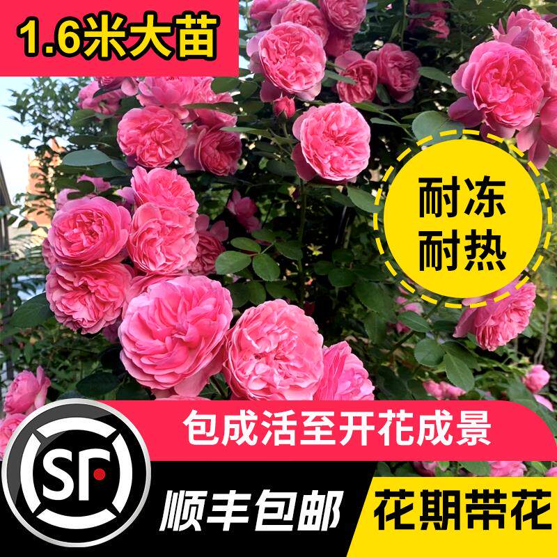 月季蔷薇花苗爬藤多季开花特大花庭院浓香玫瑰花盆栽花卉藤蔓植物