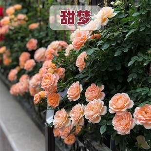 甜梦爬藤月季蔷薇花苗大花多季浓香开庭院藤本花卉盆栽地栽