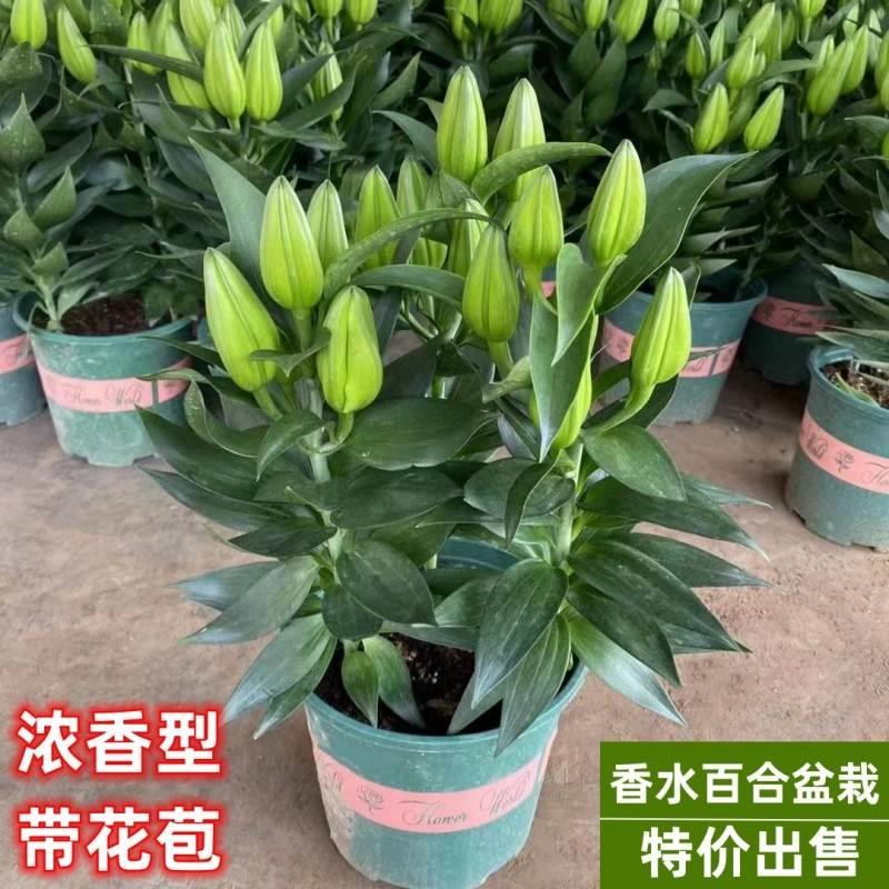 香水百合花盆栽法国带苞开